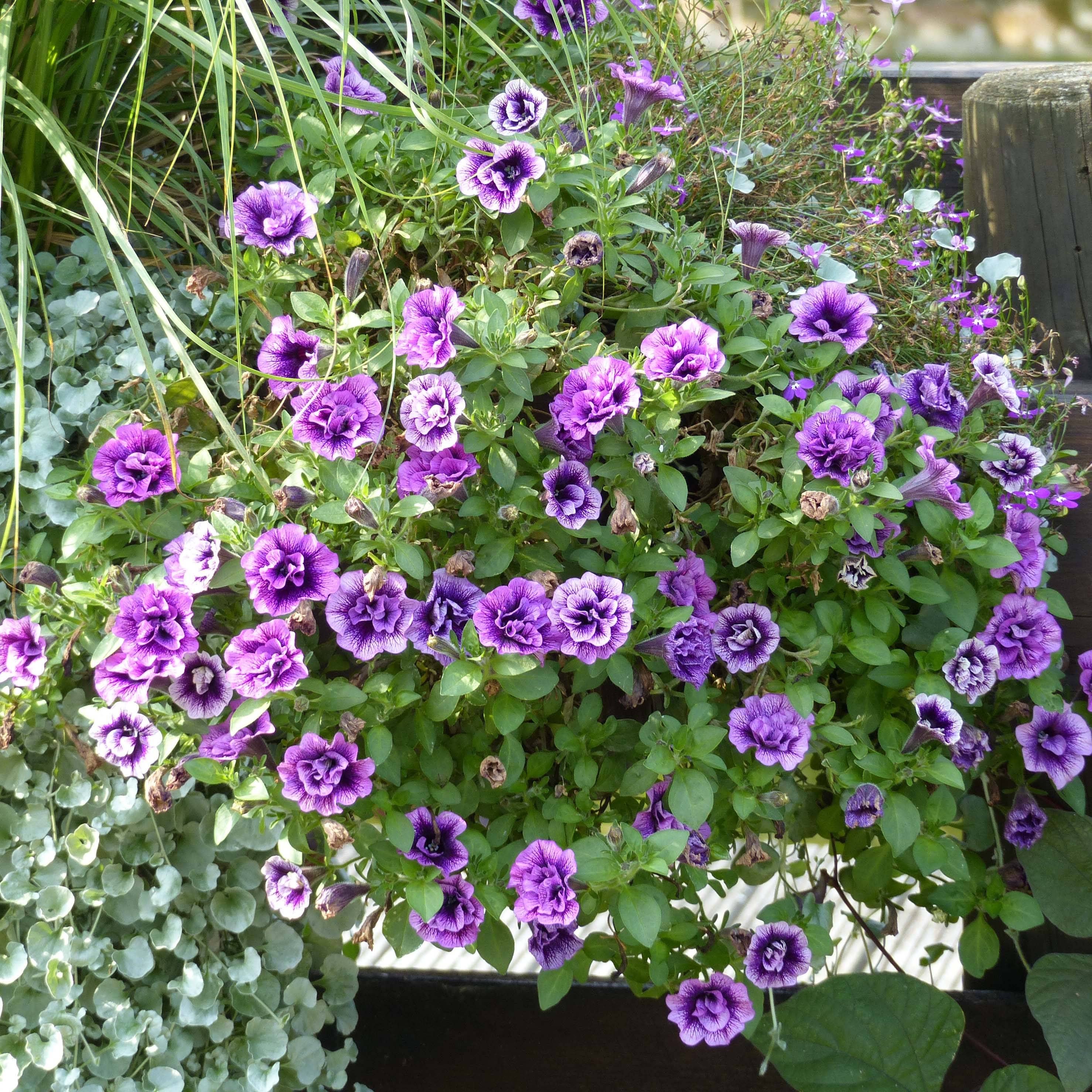 Pétunia Sugar Plum Mini-motte Ø 1,5/2,5 cm, Plant vert de 5 à 10 cm de haut (par 5)