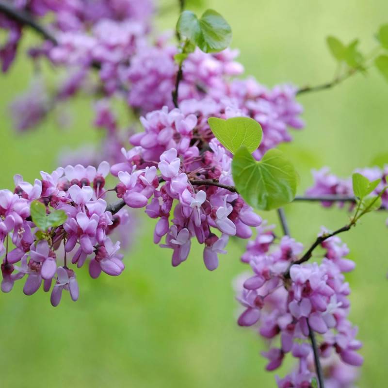 Cercis du Canada, Arbre de Judée, Gainier du Canada à fleurs Rose - feuillage Caduc - Pot de 20L - 200/250 cm-  hauteur à maturité De 3,00 m à 5,00 m - Image 5