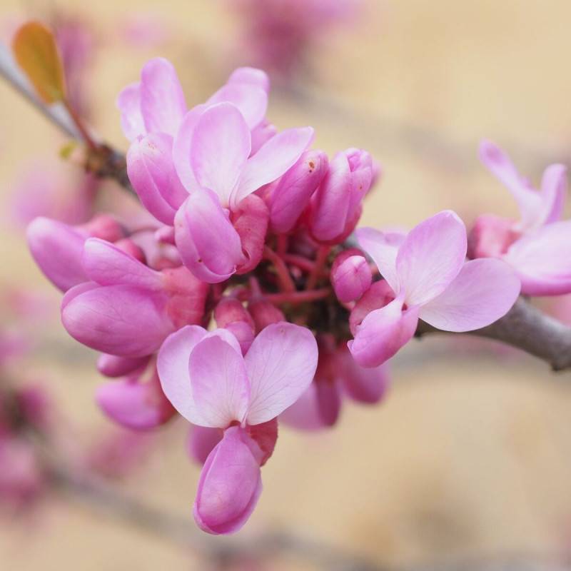 Cercis du Canada, Arbre de Judée, Gainier du Canada à fleurs Rose - feuillage Caduc - Pot de 20L - 200/250 cm-  hauteur à maturité De 3,00 m à 5,00 m - Image 2