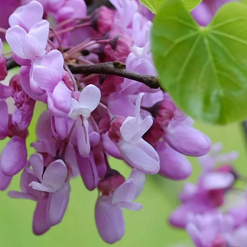 Cercis du Canada, Arbre de Judée, Gainier du Canada à fleurs Rose - feuillage Caduc - Pot de 20L - 200/250 cm-  hauteur à maturité De 3,00 m à 5,00 m - Image 4