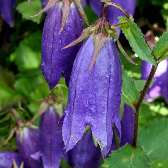 Campanula Sarastro - Campanule hybride Godet de 8/9 cm