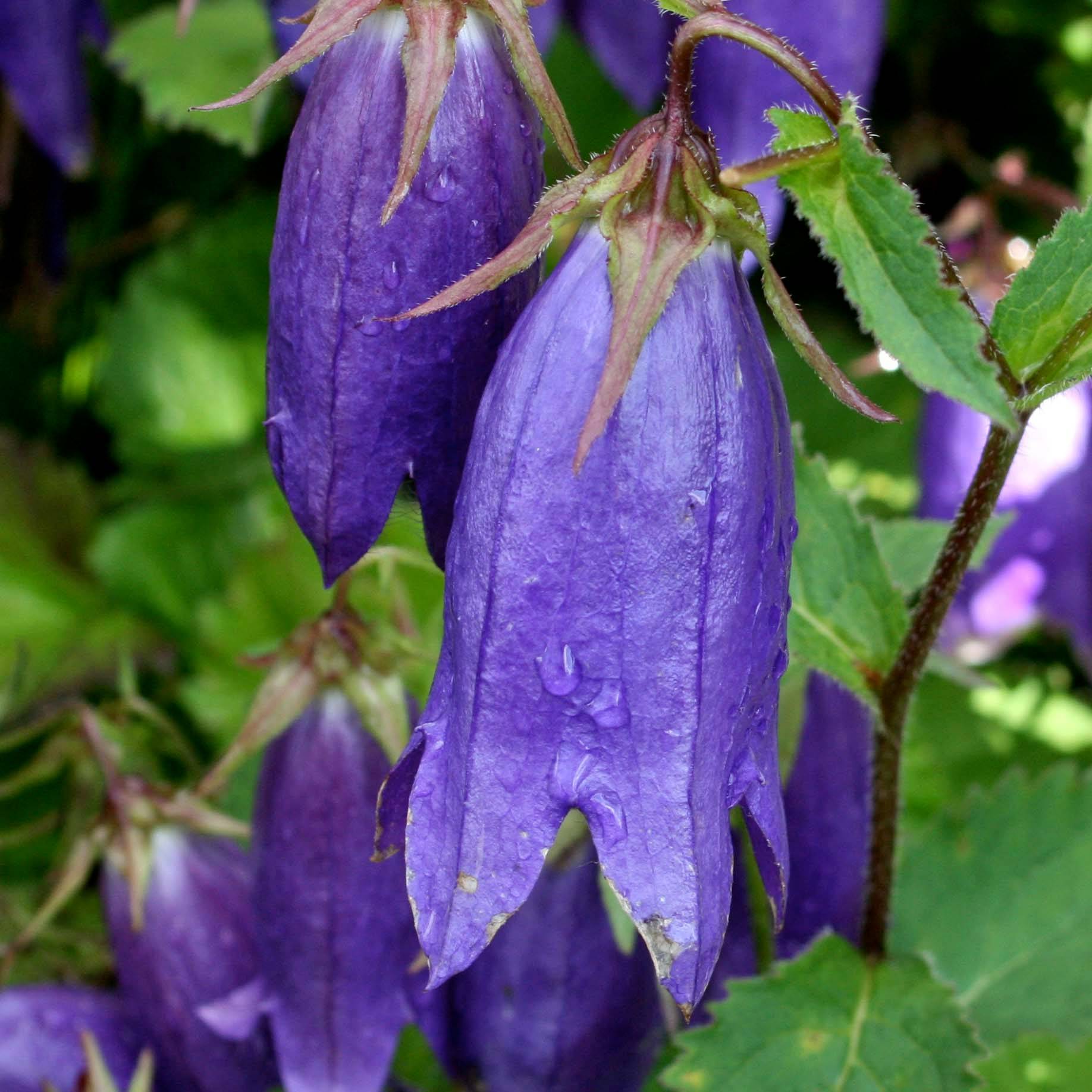 Campanula Sarastro - Campanule hybride Godet de 8/9 cm