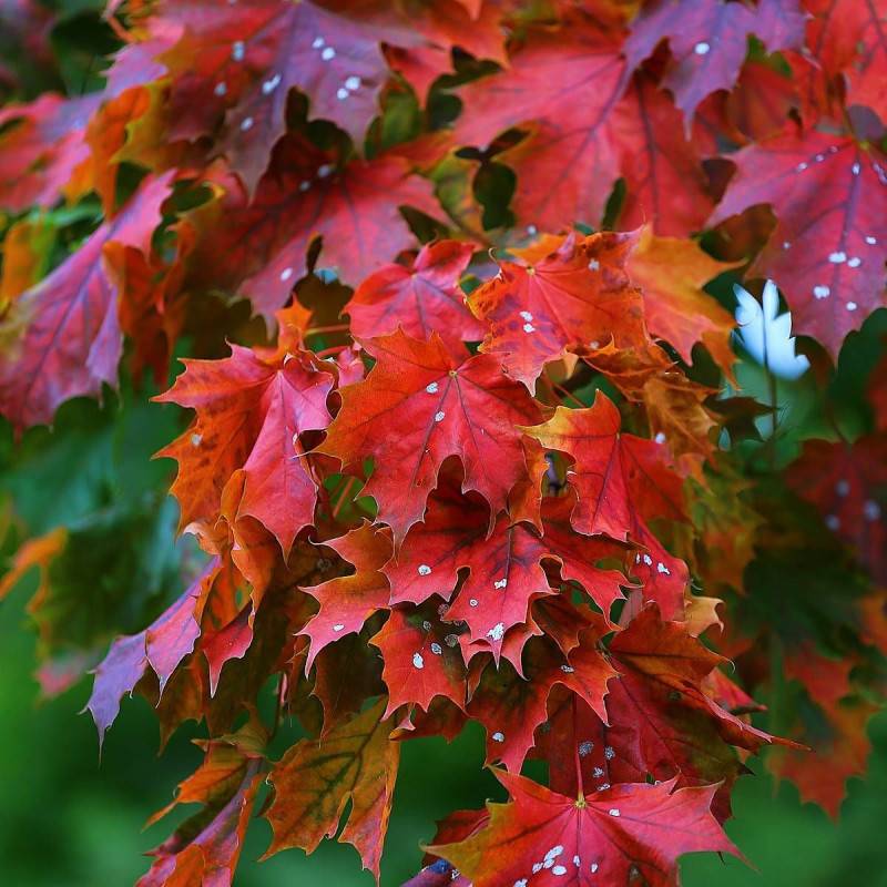 Érable rouge Fairview Flame, Acer rubrum à fleurs Rouge/Vert - feuillage Caduc - Pot de 15L - Tige 8/10 - Haut. 150/175 cm - Image 1