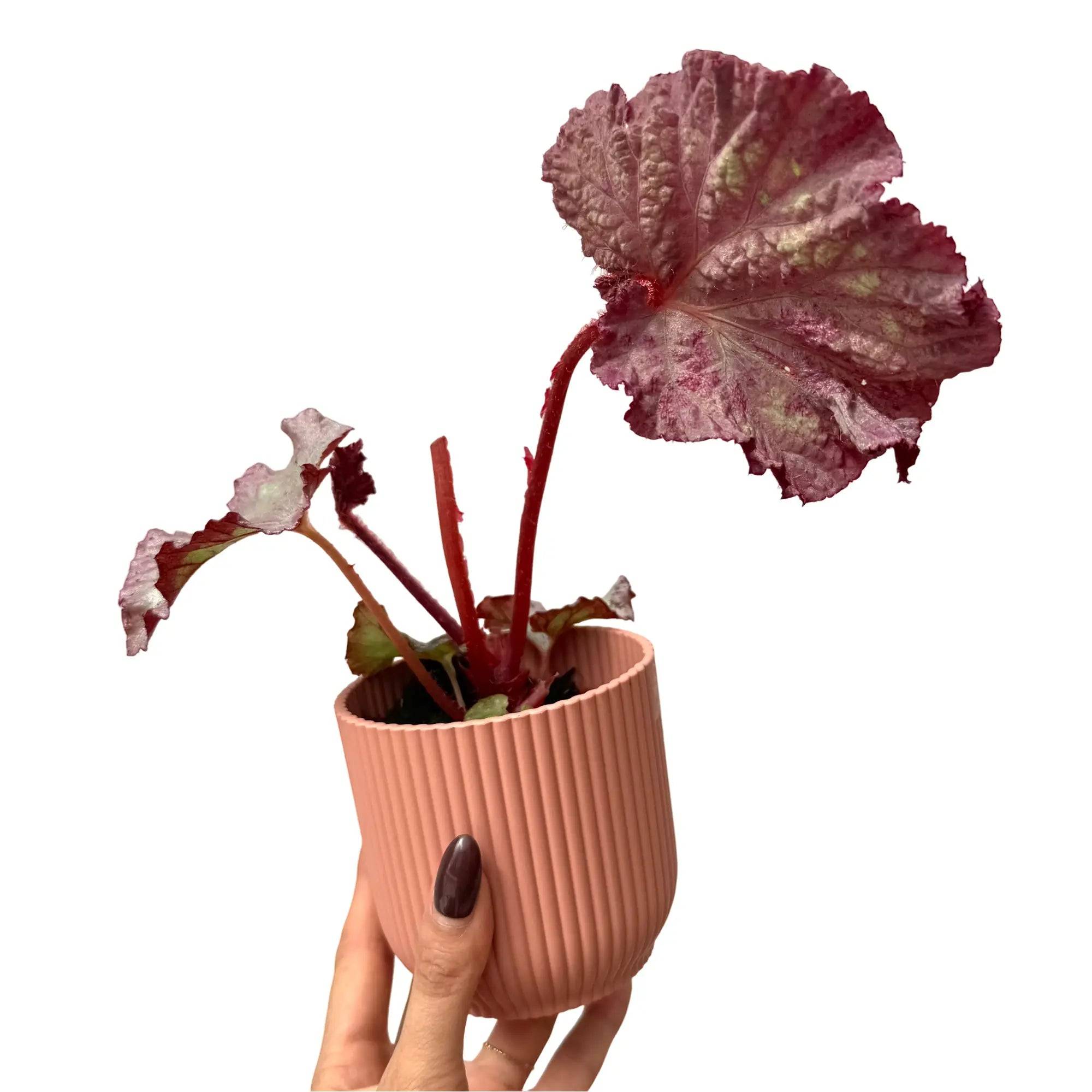 Begonia 'Pink Panther' - Pot de 8cm - Plantes d'intérieur - Image 2