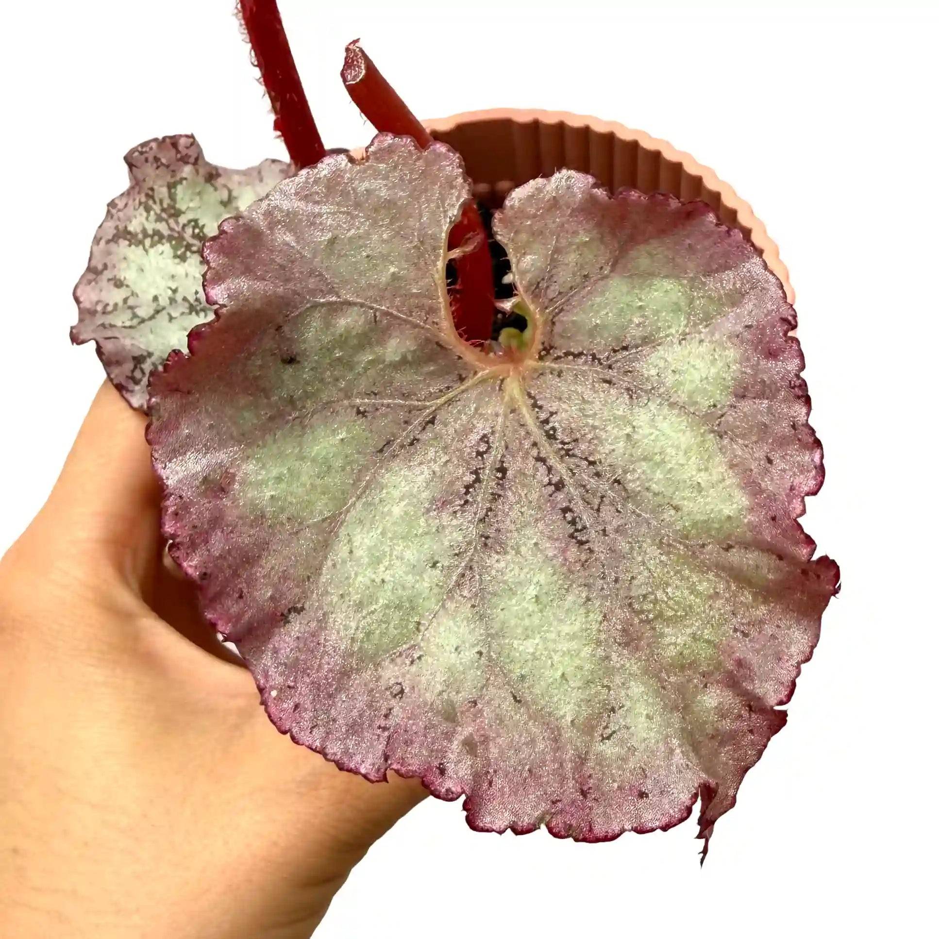 Begonia 'Pink Panther' - Pot de 8cm - Plantes d'intérieur - Image 1