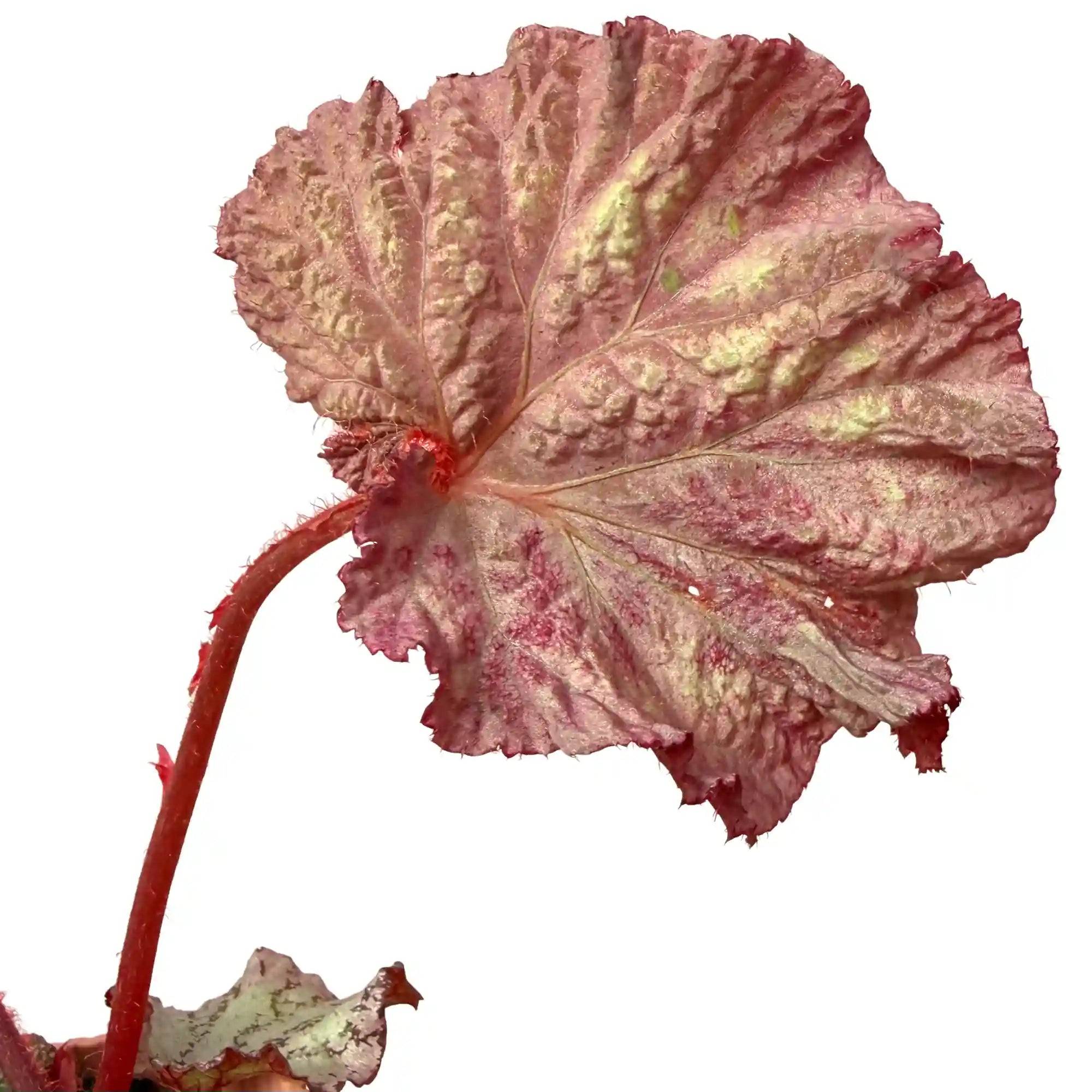 Begonia 'Pink Panther' - Pot de 8cm - Plantes d'intérieur - Image 3