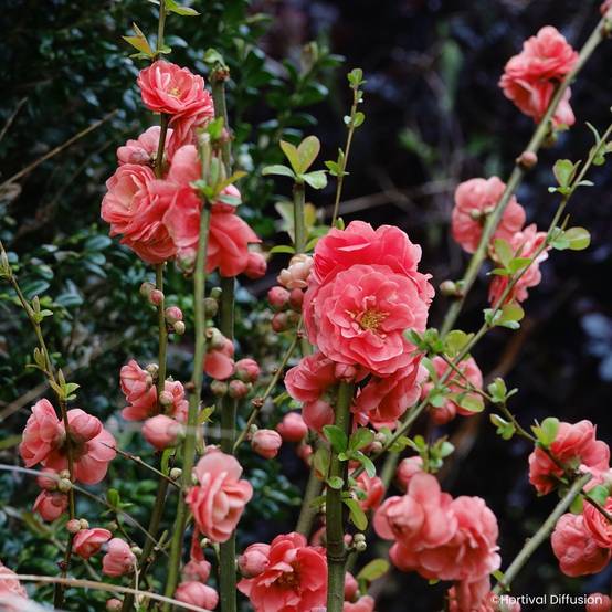 Cognassier du Japon - Chaenomeles speciosa Double Delice Passion Godet de 8/9 cm