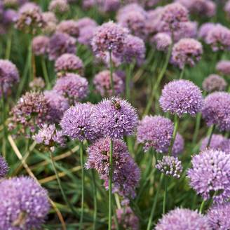 Ail d'ornement - Allium senescens Avatar Godet de 7/8 cm calibre I