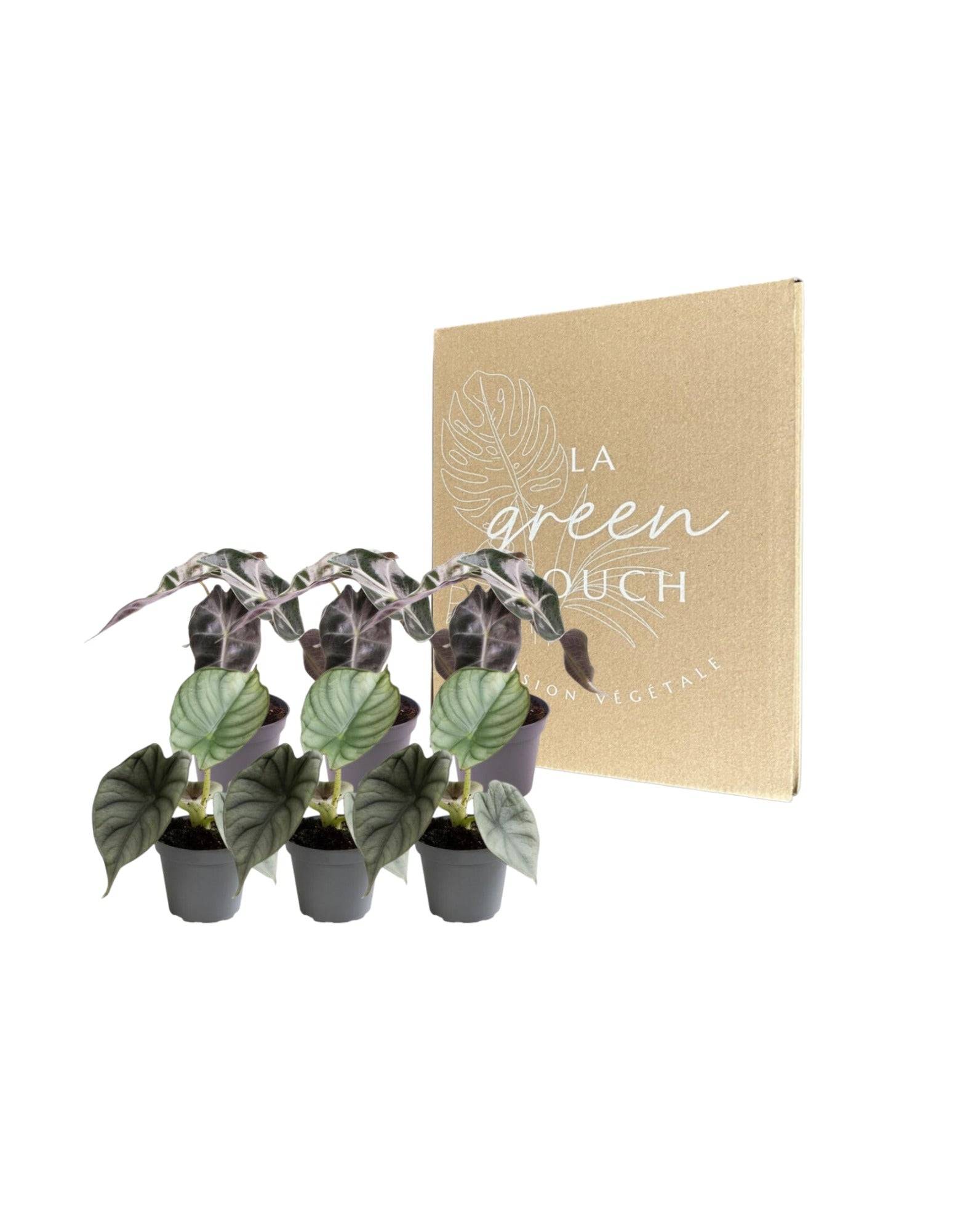 La Green Touch - Alocasia - Lot de 6 plantes - Coffret cadeau 15cm - Plante d'intérieur- La Green Touch - Image 2