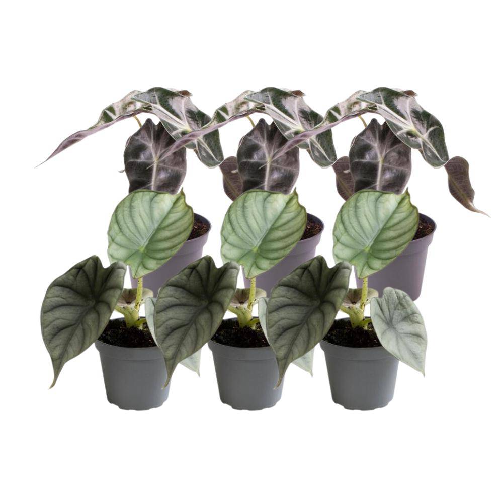La Green Touch - Alocasia - Lot de 6 plantes - Coffret cadeau 15cm - Plante d'intérieur- La Green Touch - Image 3