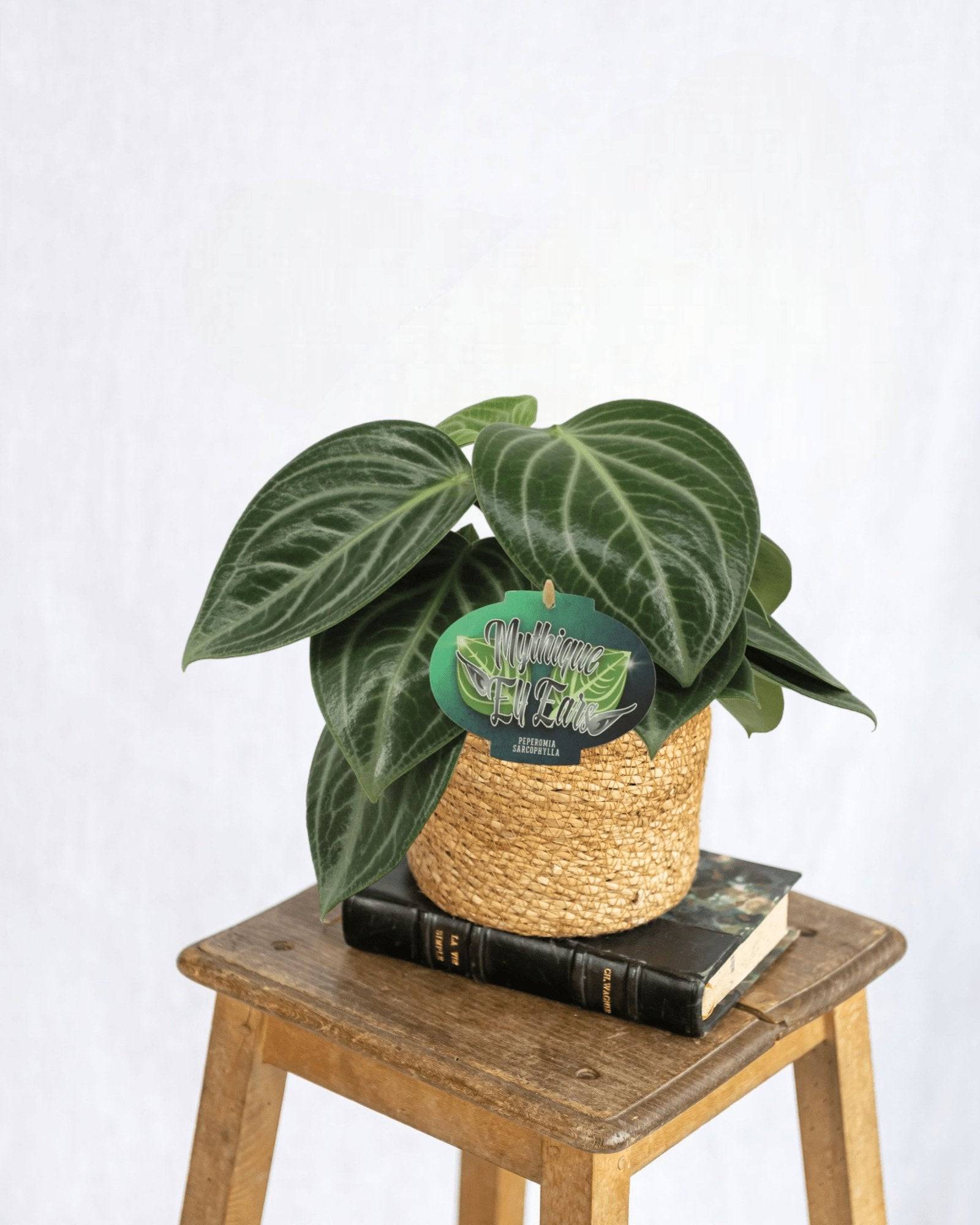 Peperomia Sarcophylla - D15 H25cm