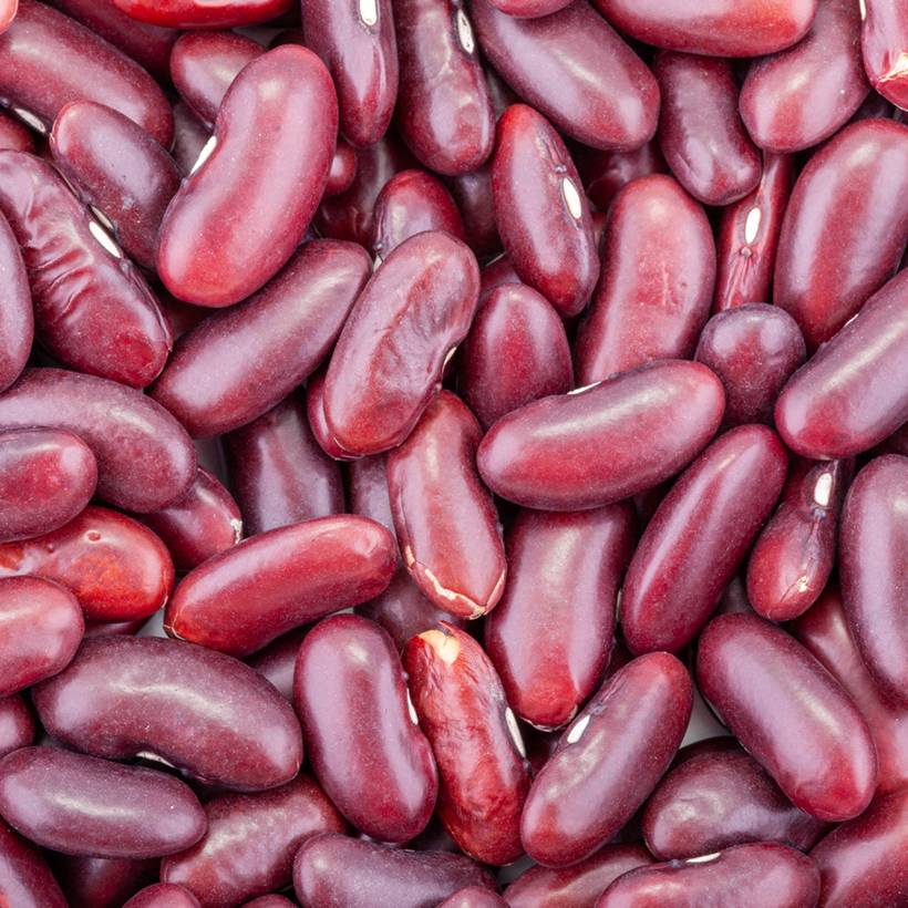 Promesse de Fleurs - Haricot nain à écosser rouge Canadian Wonder le sachet de 150 graines environ (90g)