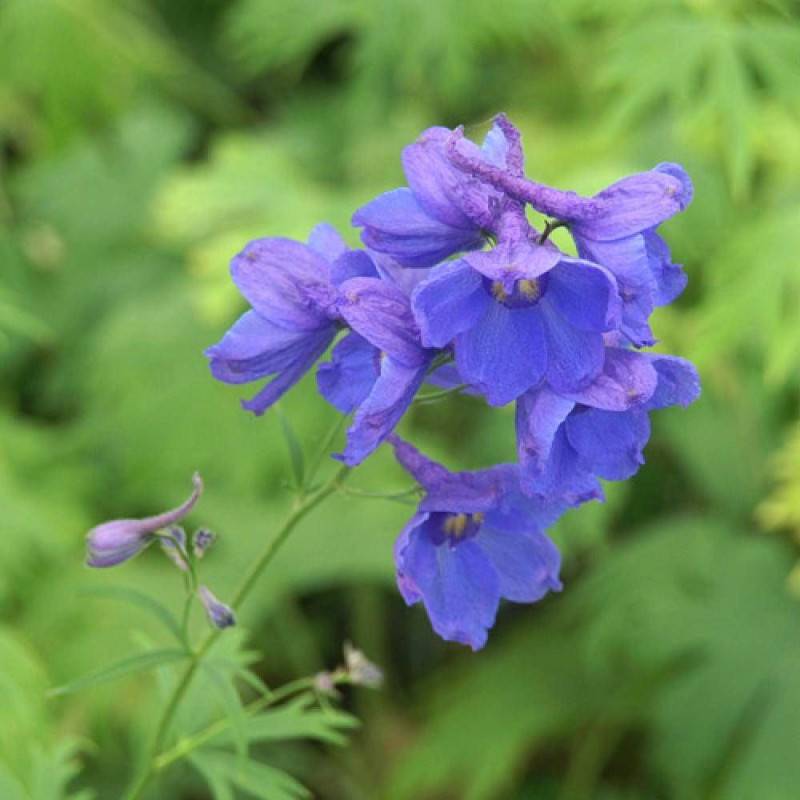 Pied-d'alouette Bellamosum, Delphinium à fleurs Bleue/ - feuillage Caduc - Godet - 5/20 cm - Image 2