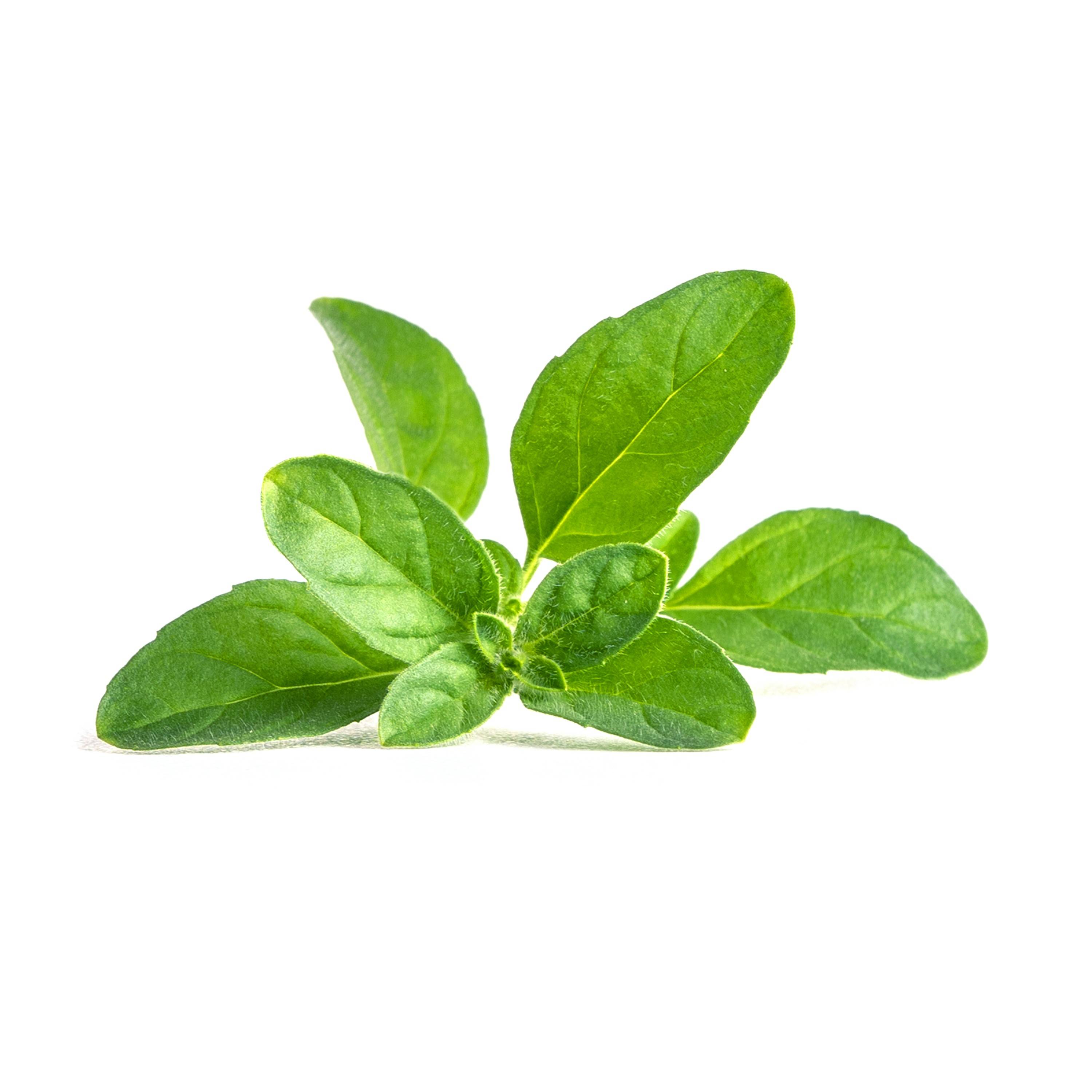 Veritable - Lingot Menthe pouliot - Recharge prête à l'emploi - Véritable - Image 2
