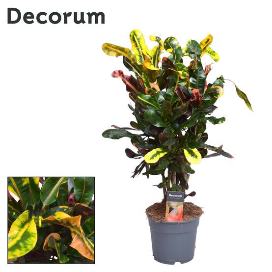 La Green Touch - Croton Mammi - D17 H60cm