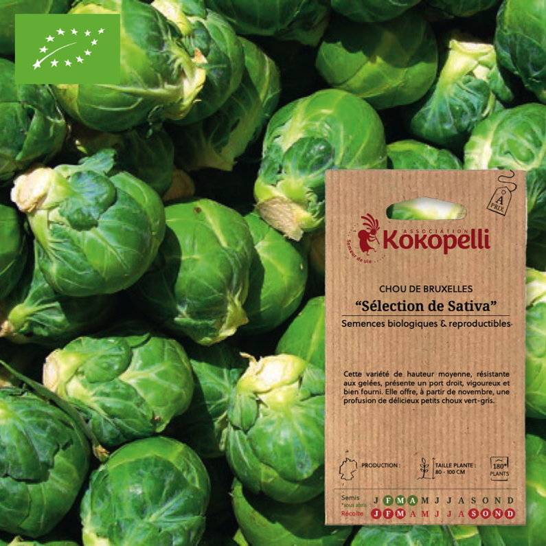 Association Kokopelli - Chou de Bruxelles Sélection de Sativa- Graines bio à semer - Image 1