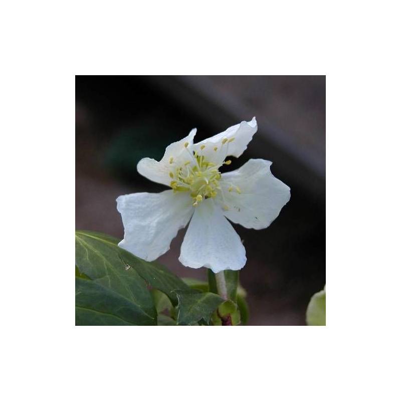 Rose de noël à fleurs Blanche/ - feuillage Persistant - Godet - 5/20 cm