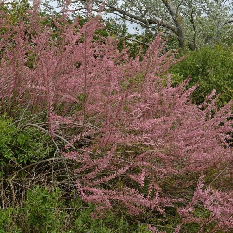 Tamaris d'été ramosissima Rubra à fleurs Rose/Rouge - feuillage Caduc - Pot de 7,5L - 60/80 cm - Image 1