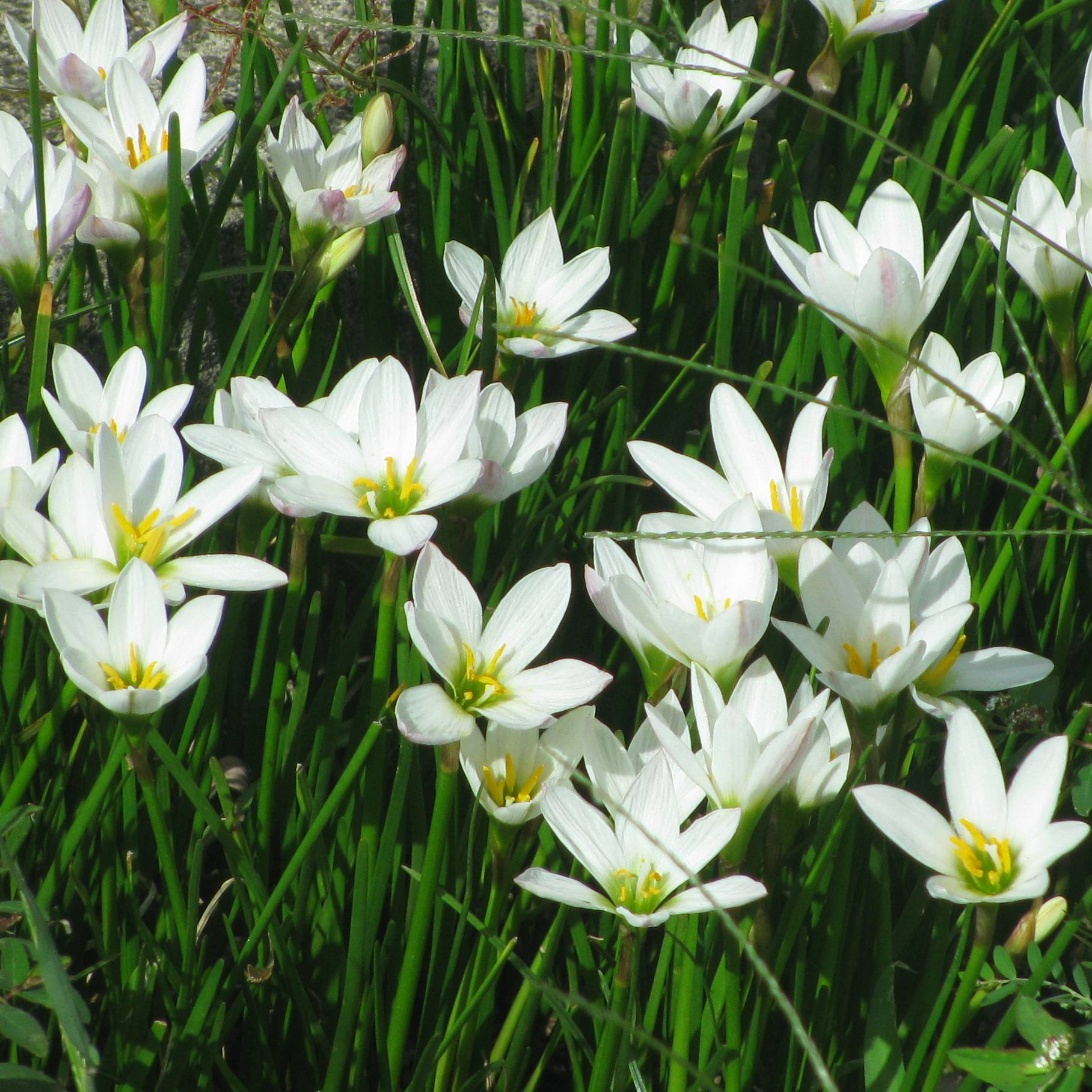 Zephyranthes candida - Lis zéphyr Godet de 8/9 cm calibre I