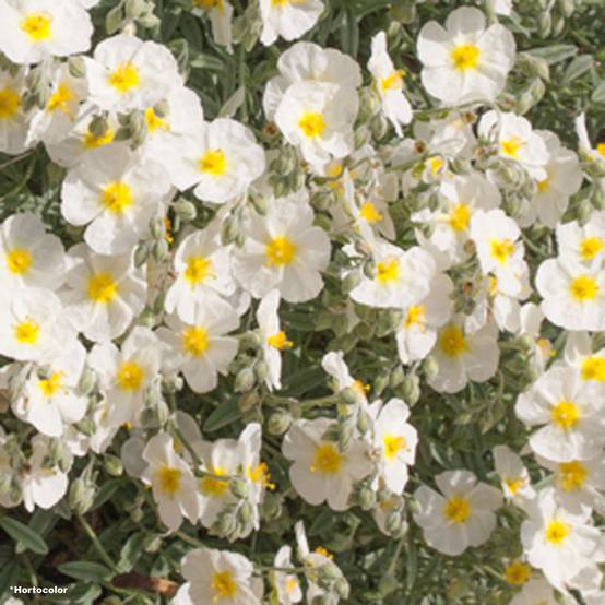 Promesse de Fleurs - Helianthemum The Bride - Hélianthème blanc et or Godet de 8/9 cm