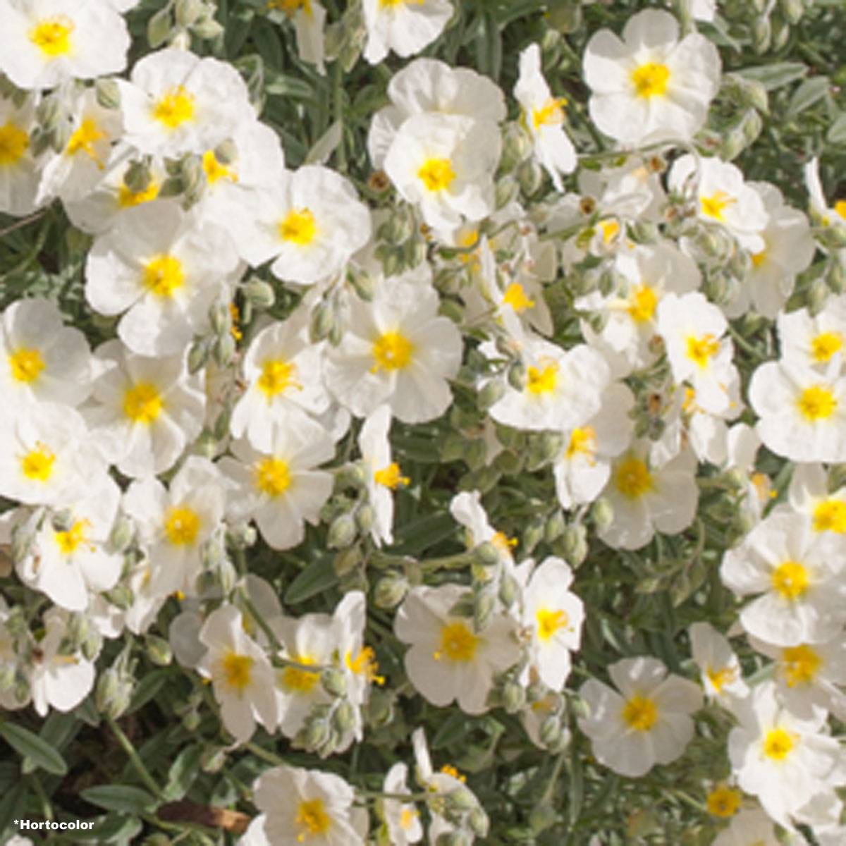 Promesse de Fleurs - Helianthemum The Bride - Hélianthème blanc et or  Godet de 8/9 cm