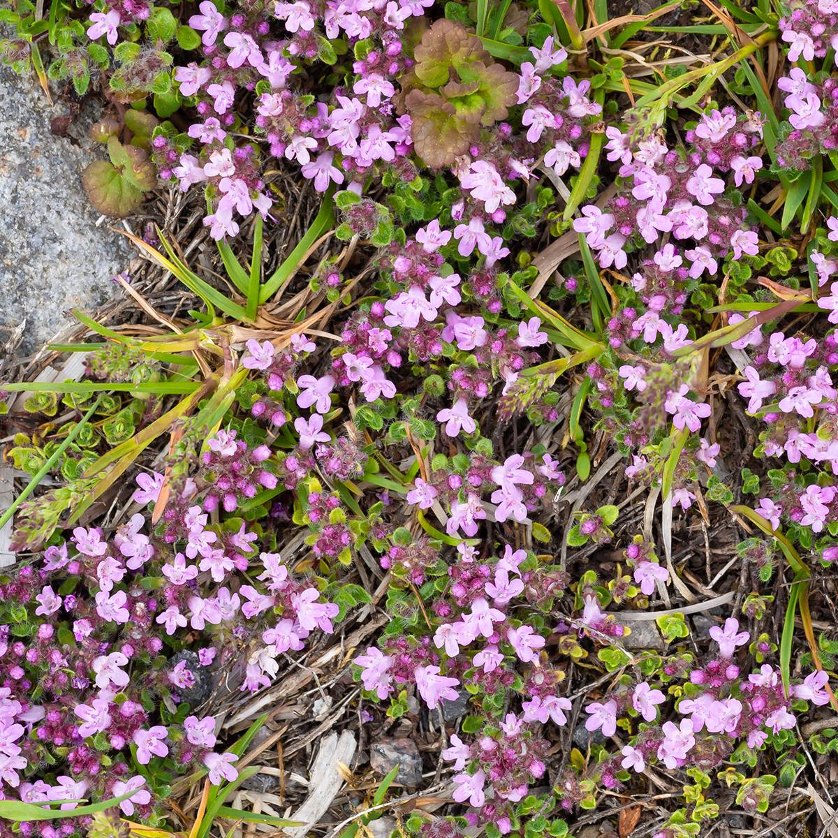 Thymus praecox Minor - Thym précoce Godet de 8/9 cm