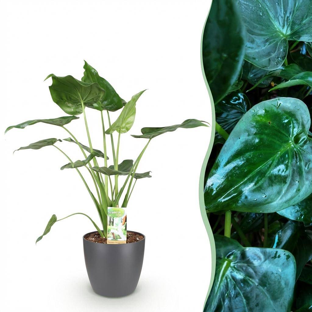 Alocasia Cucullata - H65cm - Image 3