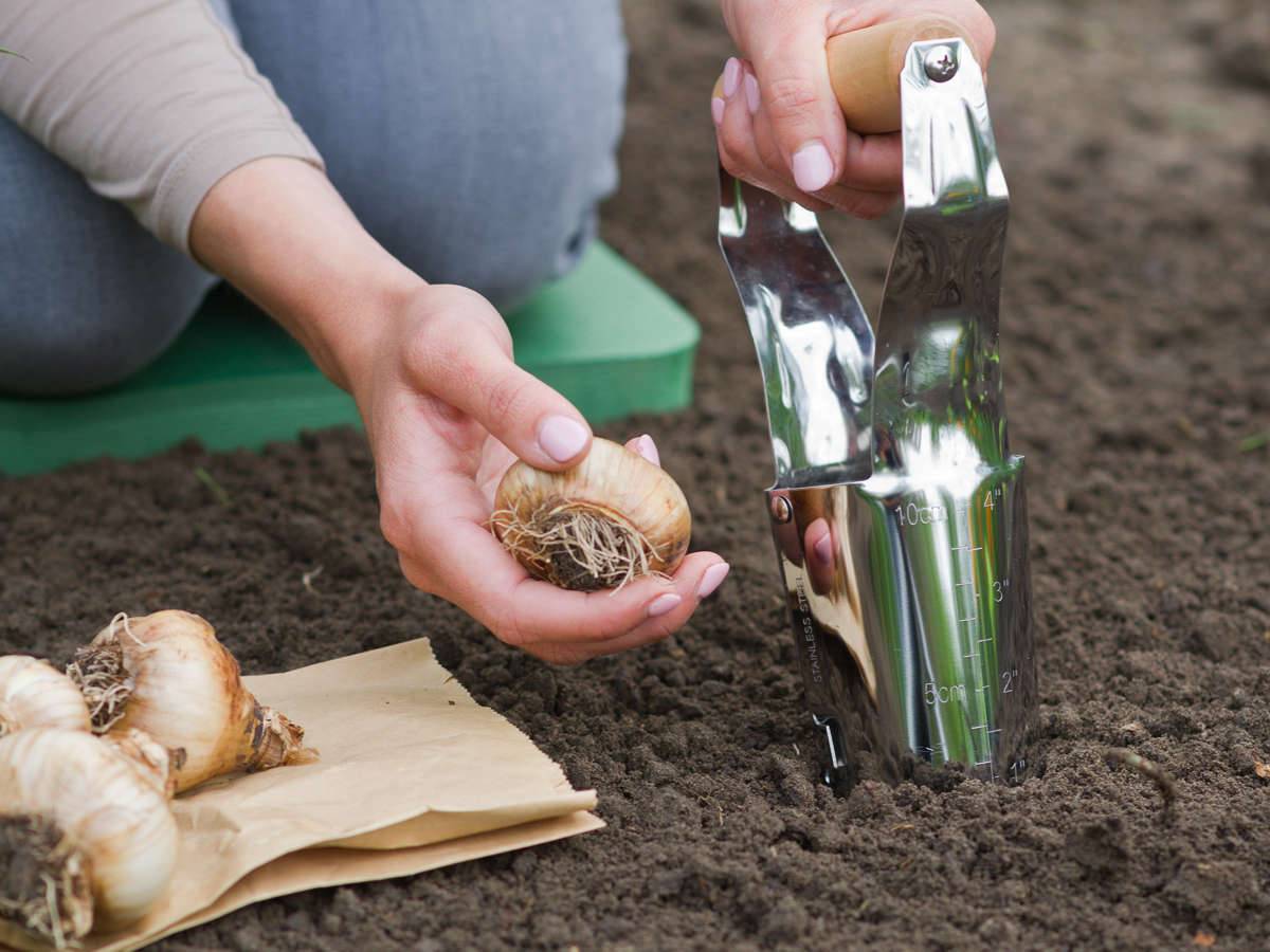 Nature - Plantoir à bulbes - Image 5