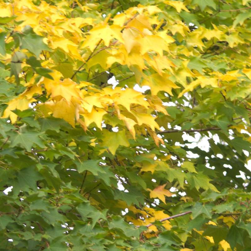 Érable de Cappadoce Aureum, Acer cappadocicum - Godet - 5/20 cm - Image 1