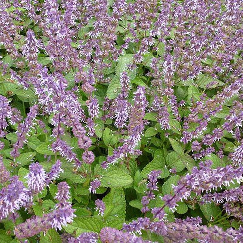 Salvia verticillata Hannay's Blue - Sauge verticillée. Godet de 8/9 cm