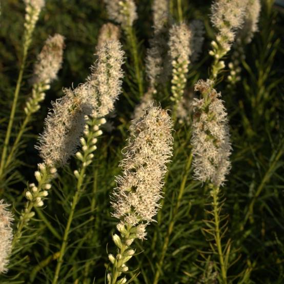 Plume du Kansas - Liatris spicata Floristan White Godet de 8/9 cm