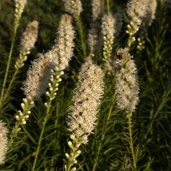 Plume du Kansas - Liatris spicata Floristan White Godet de 8/9 cm