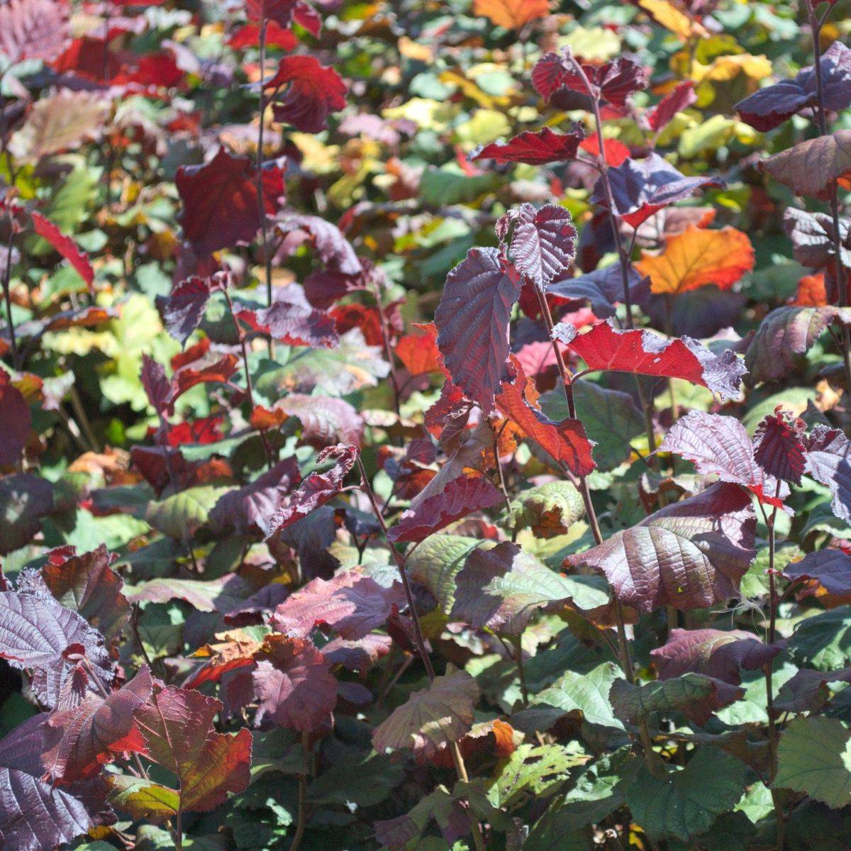 Noisetier avellana Maxima Purpurea à fruits Marron - Faible rendement - Pot de 7,5L - 40/60 cm - De 3,00 m à 5,00 mm