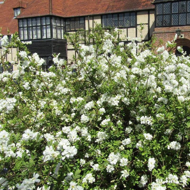 Arbre aux perles The Bride, Exochorda, Exocorde à fleurs Blanche - feuillage Caduc - Pot de 3L - 20/40 cm-  hauteur à maturité De 1,50 m à 2,00 m - Image 2