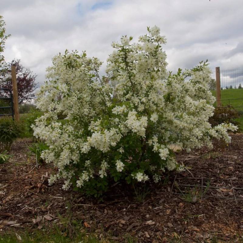 Arbre aux perles The Bride, Exochorda, Exochorde à fleurs Blanche/ - feuillage Caduc - Pot de 3L - 20/40 cm - Image 4