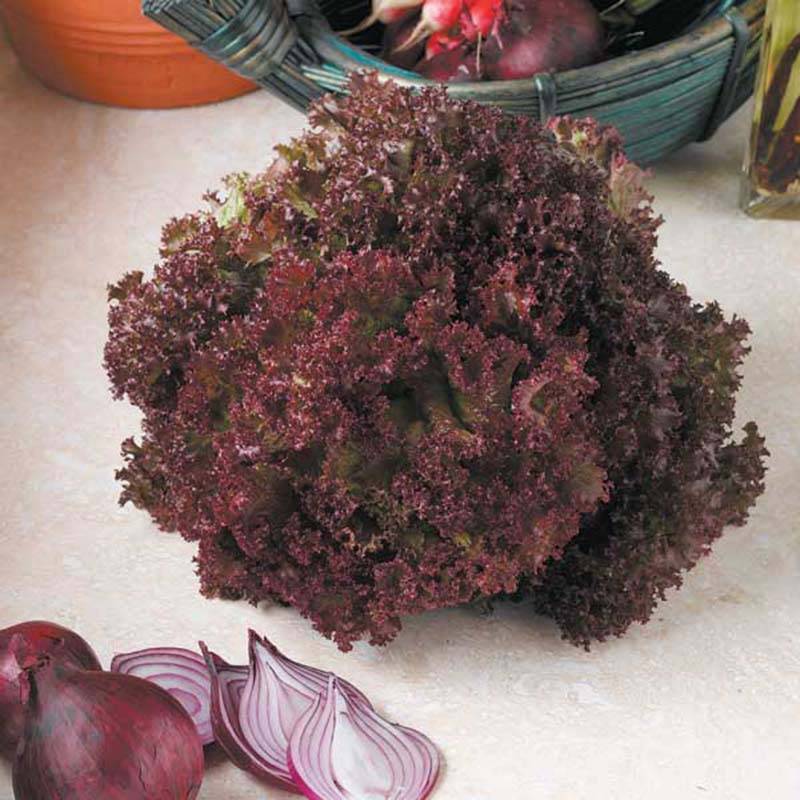 Laitue à couper Lollo Rossa - Lactuca sativa le sachet de 2500 graines environ (3g)