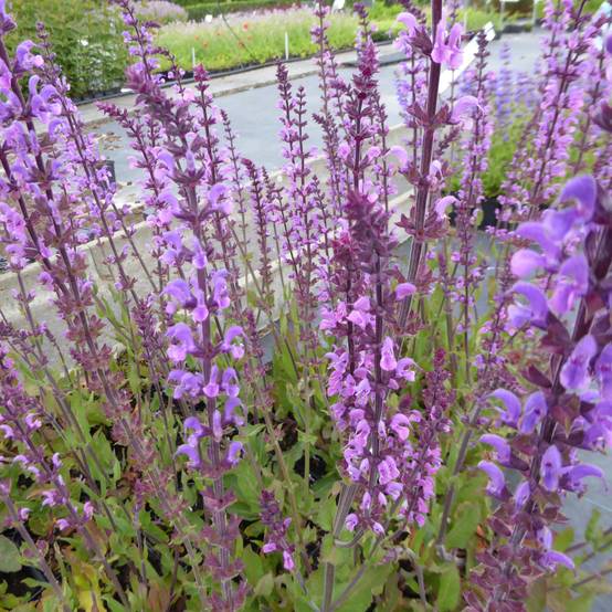 Salvia nemorosa Serenade - Sauge des bois Godet de 8/9 cm