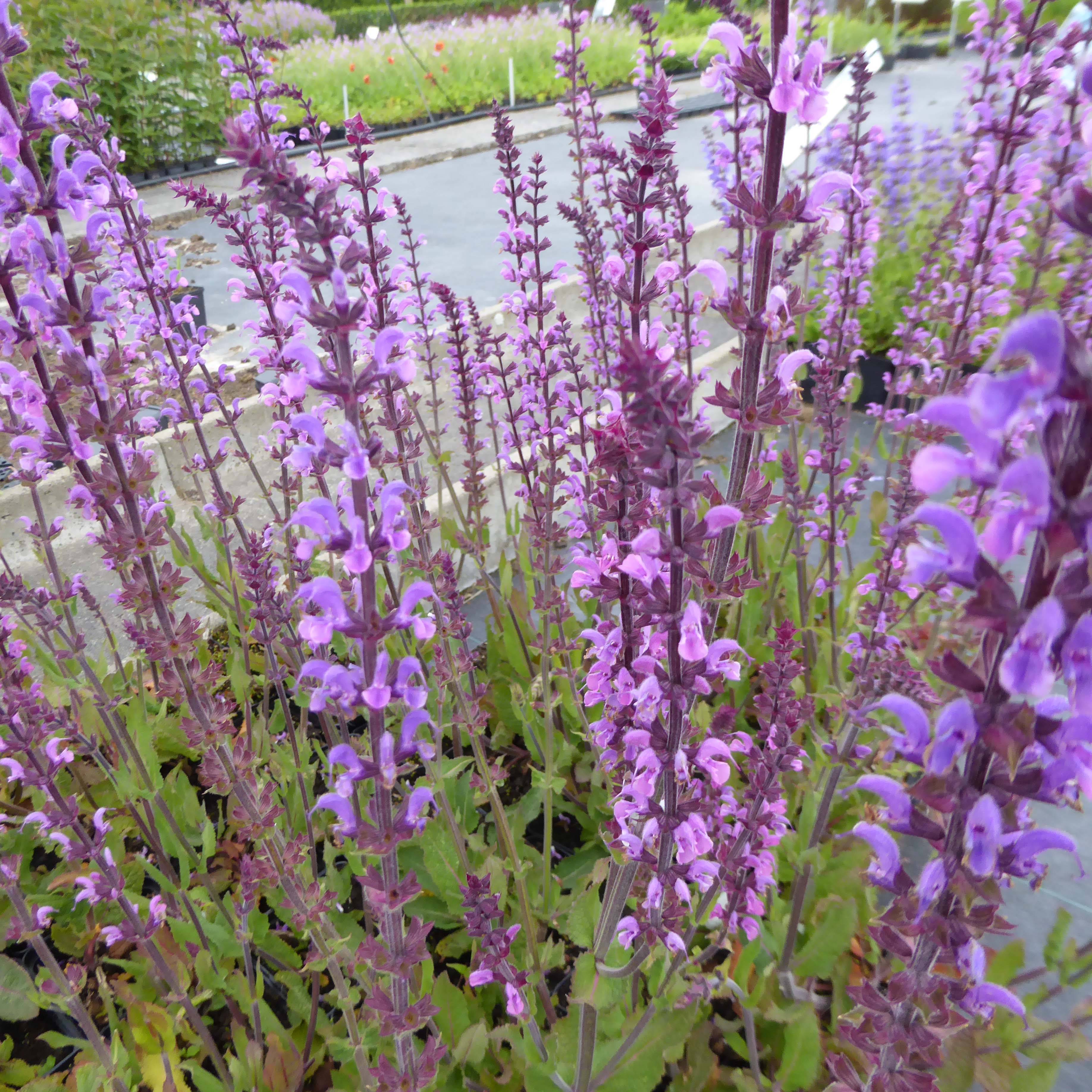 Salvia nemorosa Serenade - Sauge des bois Godet de 8/9 cm