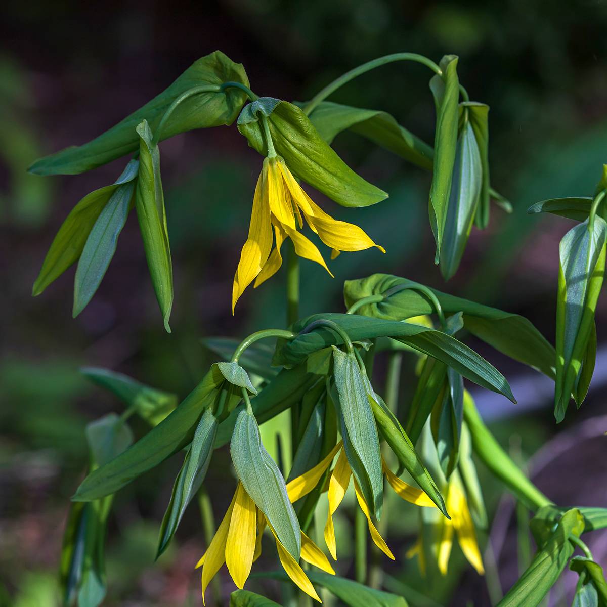Promesse de Fleurs - Uvularia grandiflora Godet de 8/9 cm