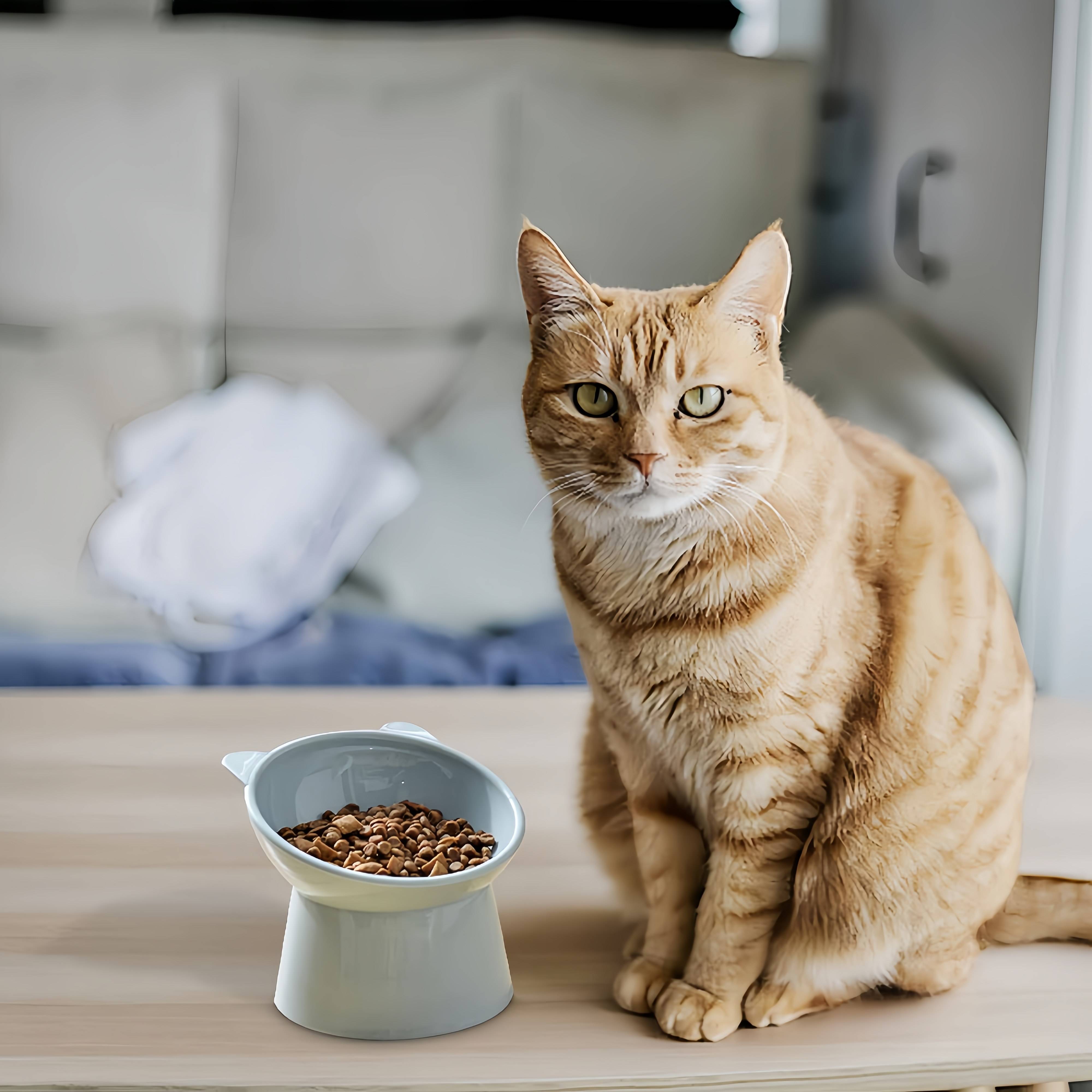 Bol à Nourriture pour Chat Incliné -IntiMeg - Image 2