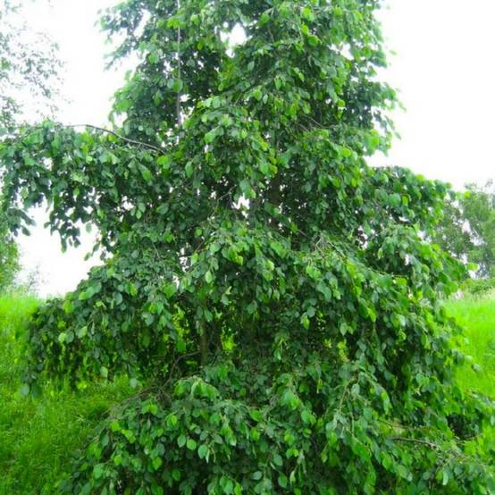 Aulne blanc (Alnus incana) - Godet - Taille 30/50cm - Pépinières Naudet - Image 1