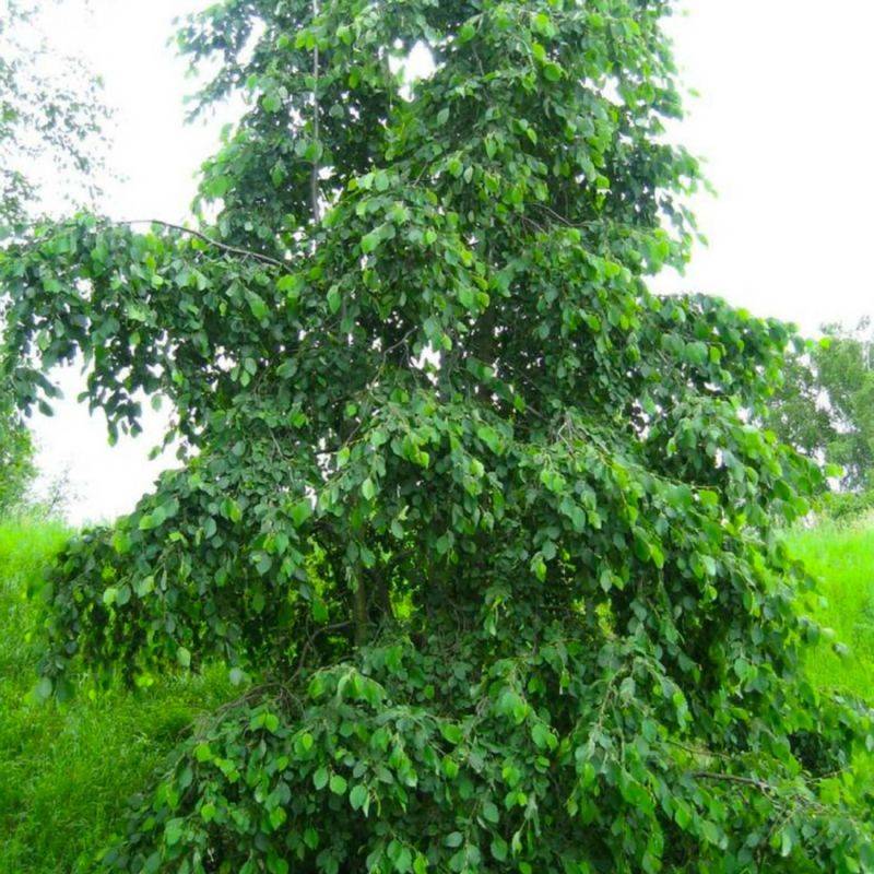 Aulne blanc (Alnus incana) - Godet - Taille 30/50cm - Pépinières Naudet - Image 1