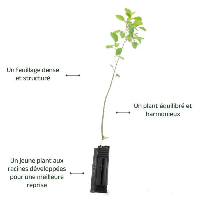 Aulne blanc (Alnus incana) - Godet - Taille 30/50cm - Pépinières Naudet - Image 4