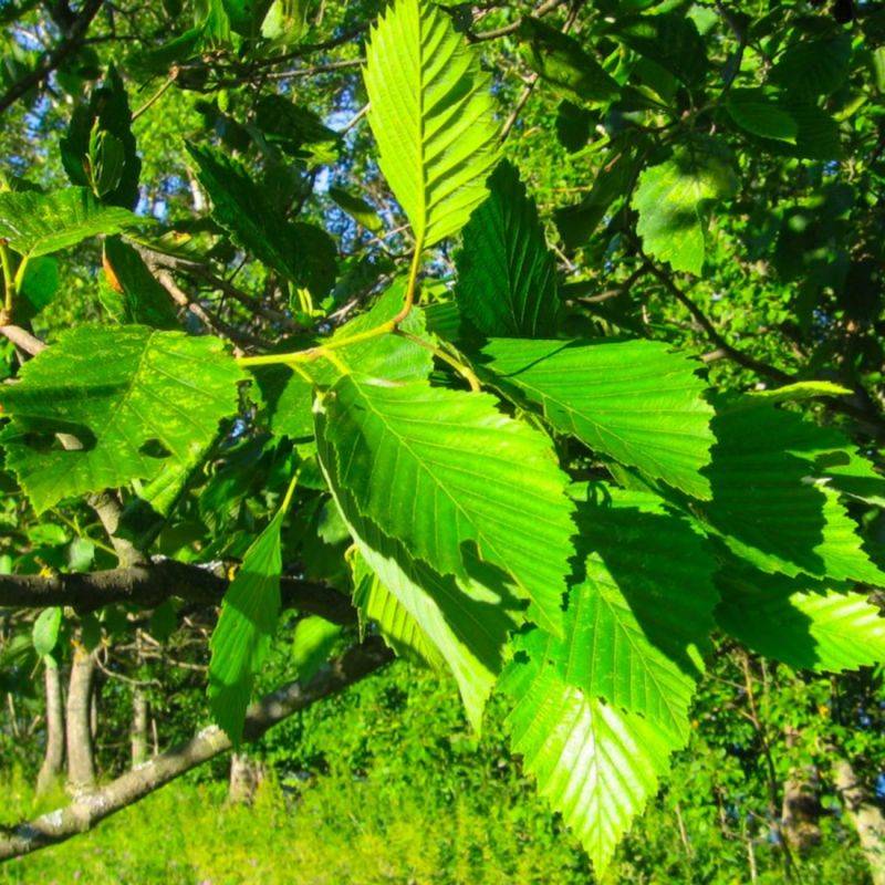 Aulne blanc (Alnus incana) - Godet - Taille 30/50cm - Pépinières Naudet - Image 2