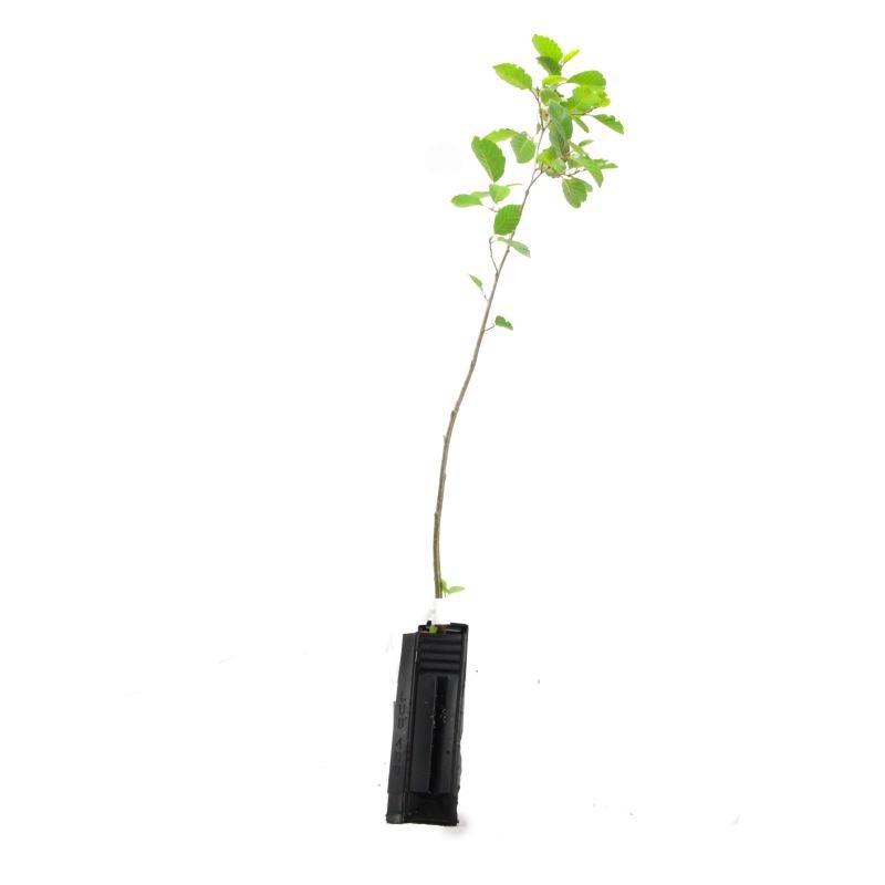 Aulne blanc (Alnus incana) - Godet - Taille 30/50cm - Pépinières Naudet - Image 3