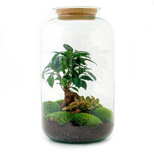 Diy Terrarium - D43 H43cm