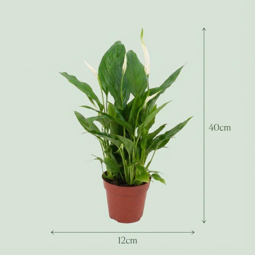 Spathiphyllum - Pot de 19cm - Sans cache-pot - 12cm - Plantes d'intérieur - Image 4