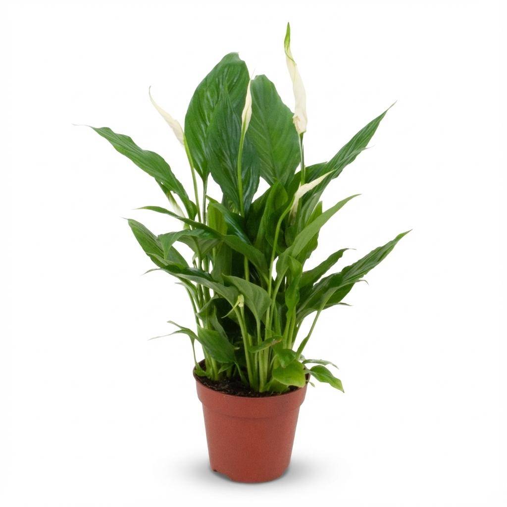 Spathiphyllum - Pot de 19cm - Sans cache-pot - 12cm - Plantes d'intérieur