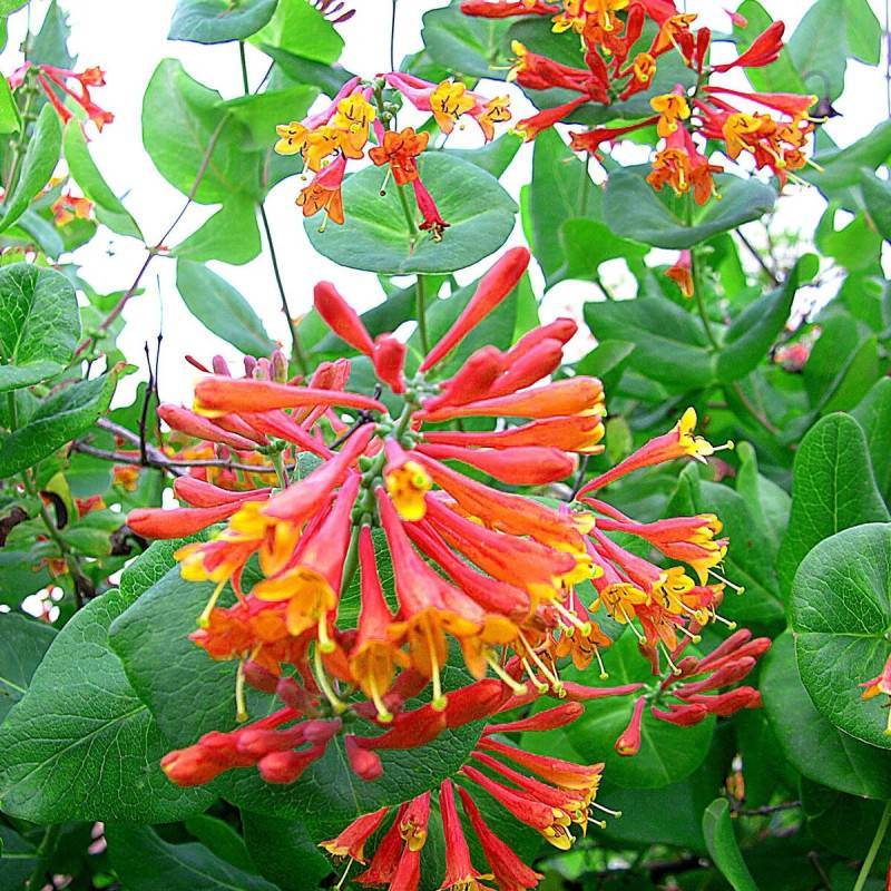 Chèvrefeuille de Brown Dropmore Scarlet à fleurs Orange - feuillage Semi-Persistant - Godet - 5/10 cm- hauteur à maturité De 3,00 m à 5,00 m - Image 1