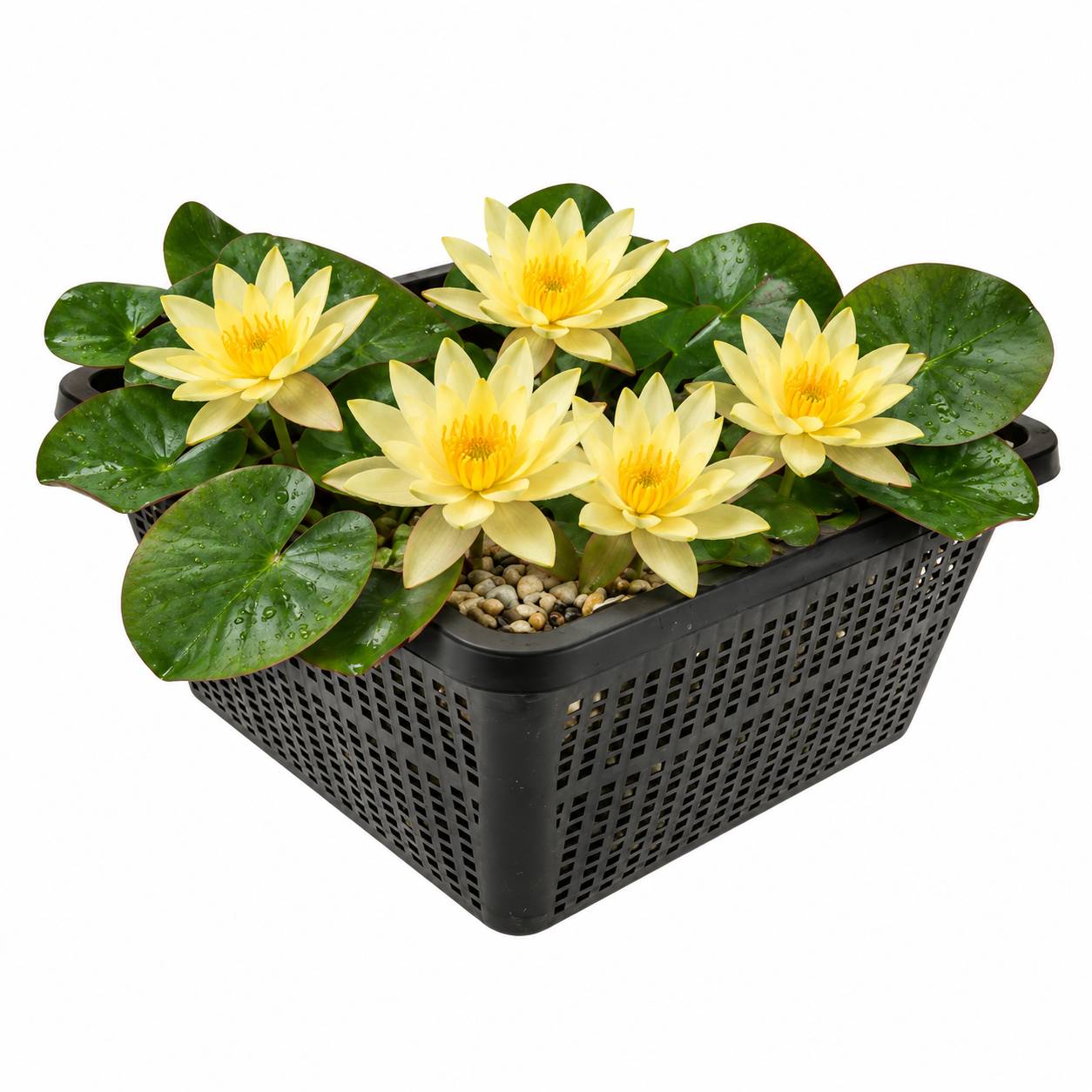 Nénuphar nain jaune - Plante de bassin - Incl. panier, substrat, argile, gravier - Image 1